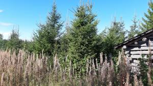 Granskog har planerats på en före detta åker.