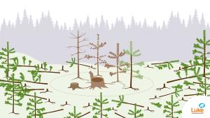 Graf: Spridningen av rotröta kan bromsas genom att omringa sjukdomshärdar. Runt sjukdomshärdarna fälls flera rader av friska träd, och stubbarna behandlas med en pergamentsvampslösning. 