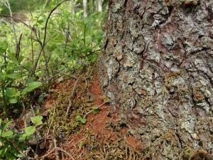 Brunt borrmjöl vid roten av en gran som angripits av granbarkborren.