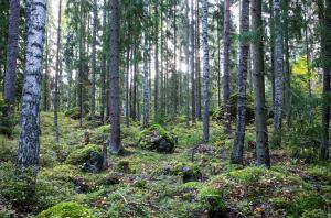 Kesäinen metsä, puiden takaa pilkistää aurinko