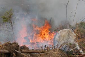 Naturvårdsbränning i skogen.