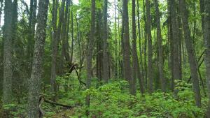 Metsälehmuslehto, jossa päivänvalo loistaa rehevän kasvuston takaa