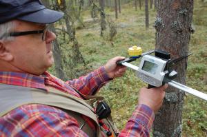 Metsän- ja luonnonhoidon asiakasneuvoja Jouko Potila mittaa puun paksuutta.  