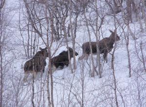 Tre älgar går i snön.