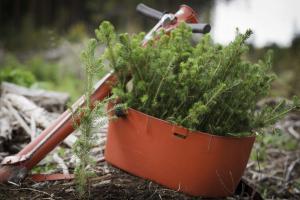 Granplantor och ett planteringsrör.