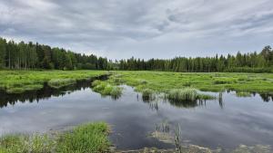kosteikkoa