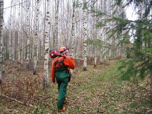 En person bär på en röjsåg i skogen. Björkar syns i bakgruinden.