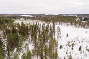Talvista puustoa ilmasta käsin kuvattuna