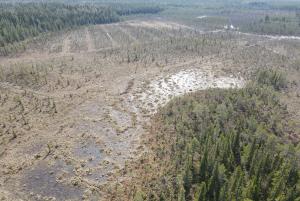 Dronekuva ennallistetusta letosta