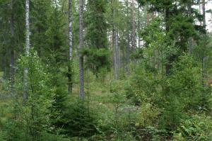 Jatkuvan kasvatuksen menetelmällä kasvatettua eri-ikäisrakenteista metsää.