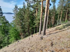 Kuvassa on esimerkkinä oleva paahderinteen hoitokohde.