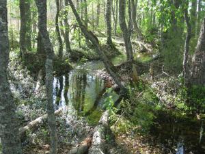 Kuvassa oleva puro on ennallistettu palauttamalla vesi vanhaan purouomaan.