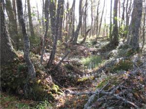 Kuvassa oleva vanha purouoma on kuivunut puron oikaisemisen seurauksena.