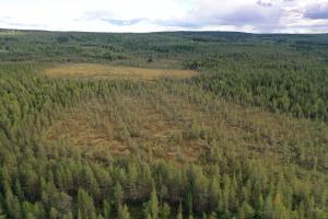 Suoalue, jossa kasvaa puustoa ja jolle on kaivettuja ojia.