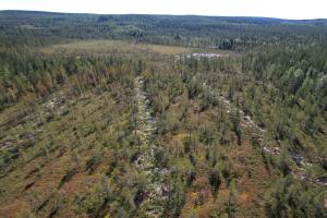 Suoalue, jossa puustoa on harvennettu ja ojat on tukittu.