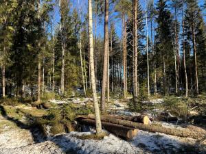 Kaadettuja puita metsässä