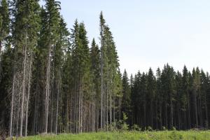 Skogskant med höga barrträd mot öppet område.