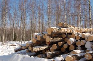 skogsavverkning