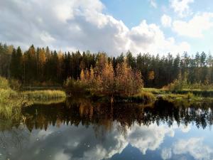 Ett våtmarkslandskap med träden och himlen på motsatta stranden speglade i vattnet.