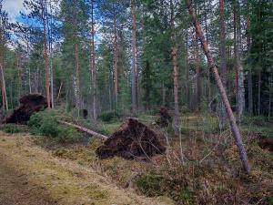 Hannes-myrskyn kaatamia puita. 