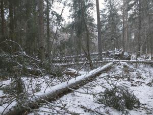 Myrskytuhoja Keski-Pohjanmaalla talvella