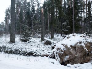 Myrskytuhoja talvella