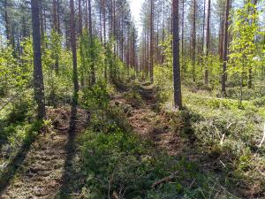 Suometsää harvennushakkuun jälkeen kesällä.