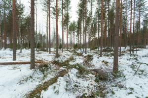 harvennushakkuu talvella