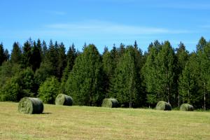 Pelto, jolla pyöröpaaleissa heinää rajoittuu metsän reunaan.