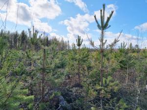 Tallplantor som ätits av älgar i en plantskog.