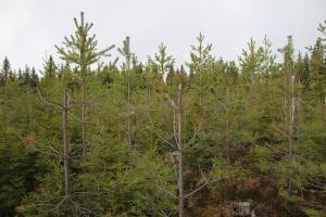 Hirven aiheuttamia vahinkoja mäntytaimikossa.