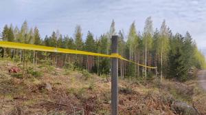 Älgband runt ett plantbestånd.