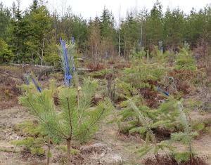 På tallplantorna har man sprutat avskräckningsmedel och placerat skydd på plantornas toppar. 