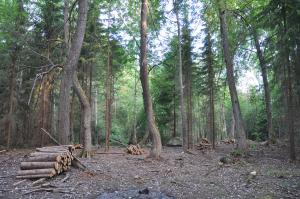 Hoidettu metsälehmuslehto