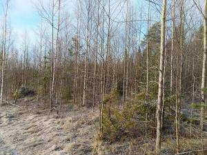 En plantskog där slyröjningen har blivit ogjord. Asp- och björksly tar utrymme av tallplantorna.