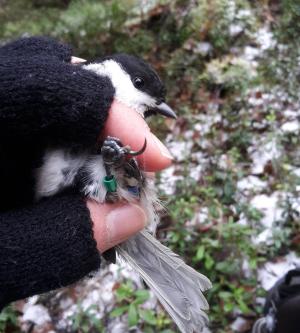 Rengastettu hömötiainen ihmisen kädessä