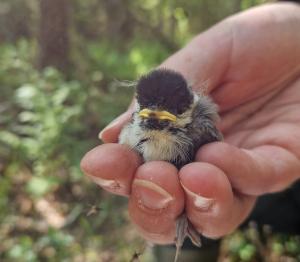 Hömötiaisen poikanen kämmenellä
