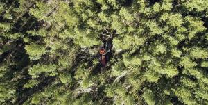 Flygfoto – en maskin gallrar ung skog