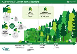 Graf: Plantskogsvård: arbeten och när de utförs