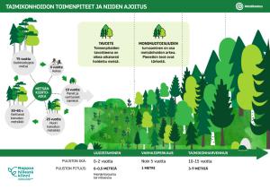 Infografiikka: Taimikonhoidon toimenpiteet ja niiden ajoitus. 