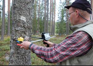 En person mäter trädets diameter i skogen