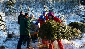 Fem personer förpackar julgranar i påsar inför försäljningen i snön på en odling. En person står bredvid och ser på.
