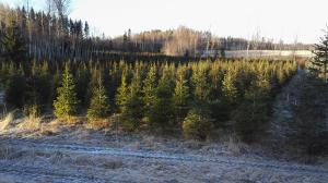 Joulukuusia kasvamassa kuusiviljelmällä.  