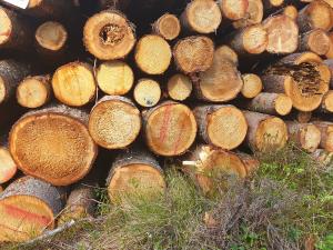 Staplade träd som skadats av rotröta.  