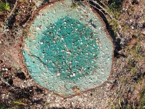 Blåfärgat bekämpningsmedel mot rotticka på en stubb. 