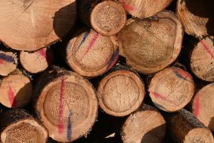 Sydänpuusta tummentuneita kuusitukkipuita pinossa. 