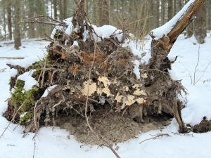 Kaatunut puu, jonka juurakossa on juurikääpäsieni.