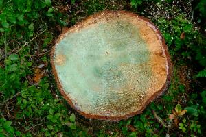 Kanto, johon on levitetty juurikäävän torjunta-ainetta.