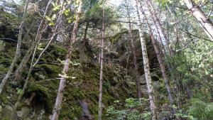 Träd som växer under ett stup.