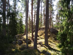 Träd på bergig mark.